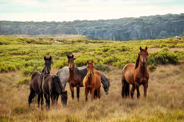 Hipo- («cavalo») vs. hipo- («inferior, sob»)