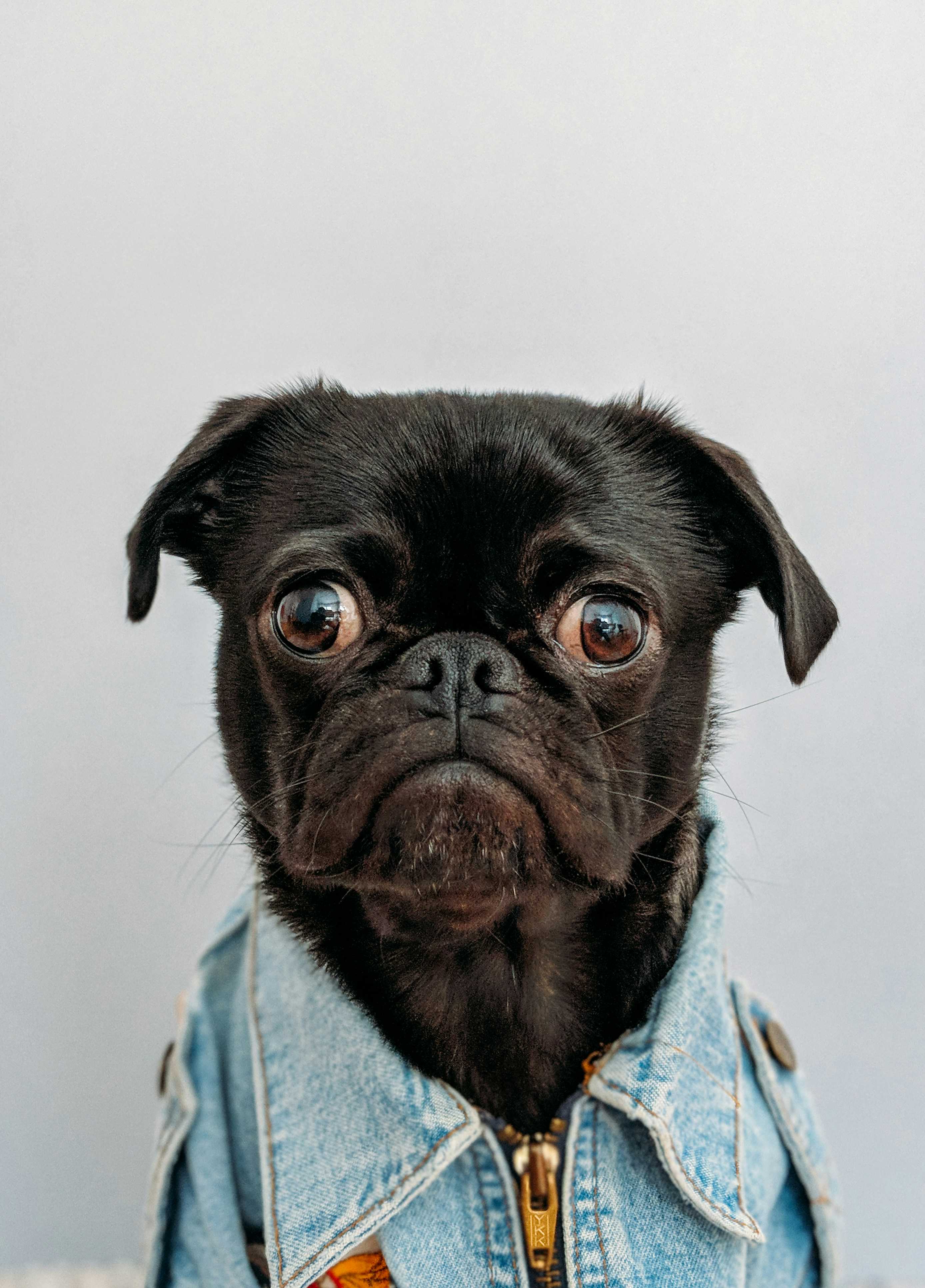 Qual é o nome do seu <i>doguinho</i>?